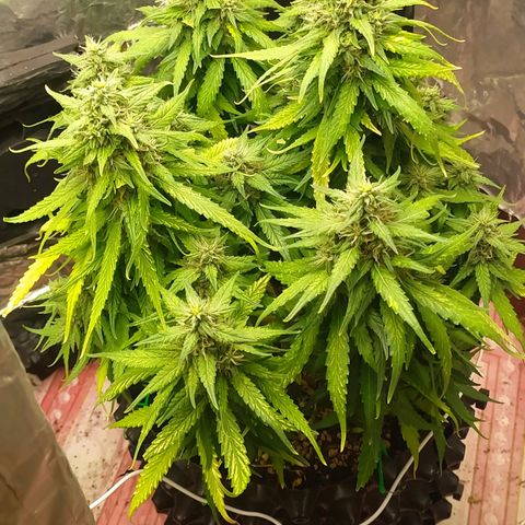 Red Poison 2 growlog timeline photo