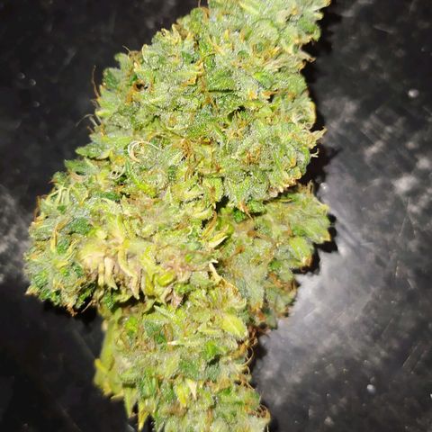 Red Poison 2 growlog timeline photo