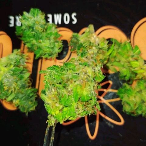 Red Poison 2 growlog timeline photo