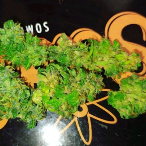 Red Poison 2 growlog timeline photo