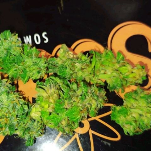 Red Poison 2 growlog timeline photo