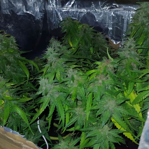 Red Poison 2 growlog timeline photo