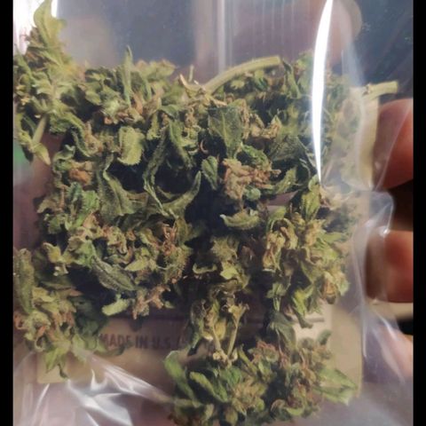 BlackBerry Gum #1 growlog timeline photo