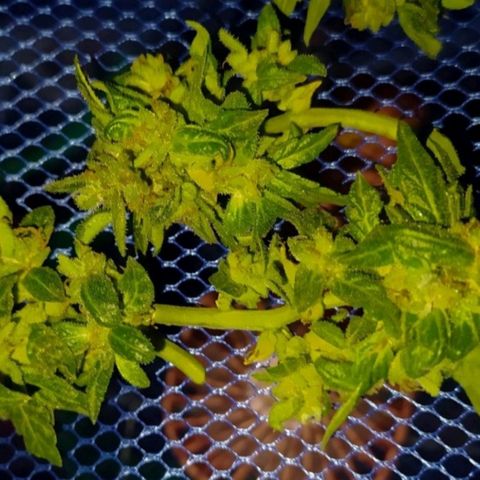 BlackBerry Gum #1 growlog timeline photo