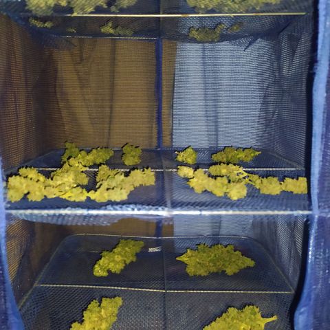 Red Poison 2 growlog timeline photo