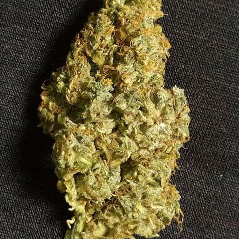Red Poison 2 growlog photo: Dry weight 17g