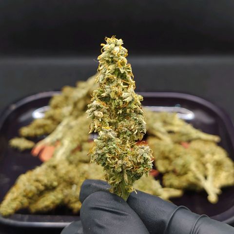 Red Poison 2 growlog timeline photo
