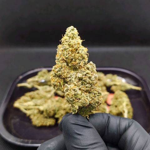 Red Poison 2 growlog timeline photo