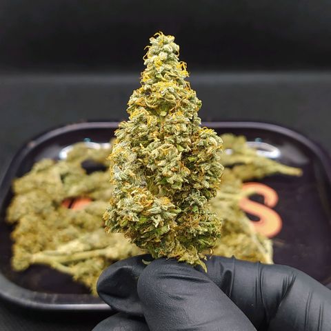 Red Poison 2 growlog timeline photo