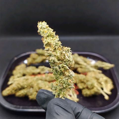 Red Poison 2 growlog timeline photo