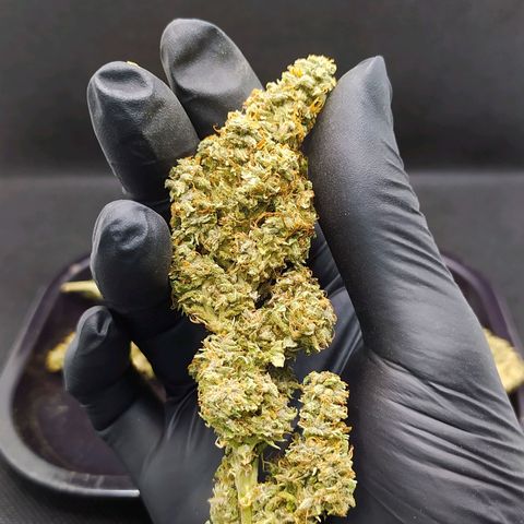 Red Poison 2 growlog timeline photo