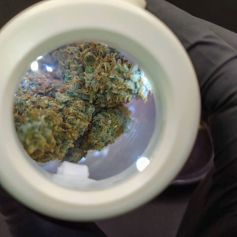 Red Poison 2 growlog timeline photo