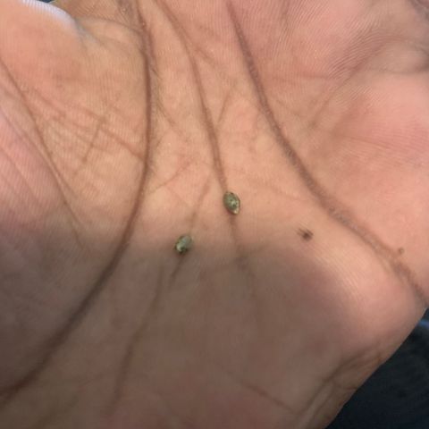 SKYDANCER growlog photo: Paper toweled them yesterday. Got action now I’m planting them