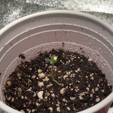 SKYDANCER growlog photo: Going good so far. Hopefully that yellow leaf come back to normal soon