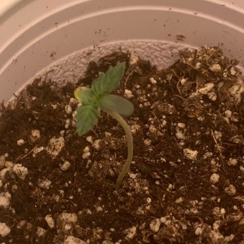 SKYDANCER growlog photo: Looking good so far 