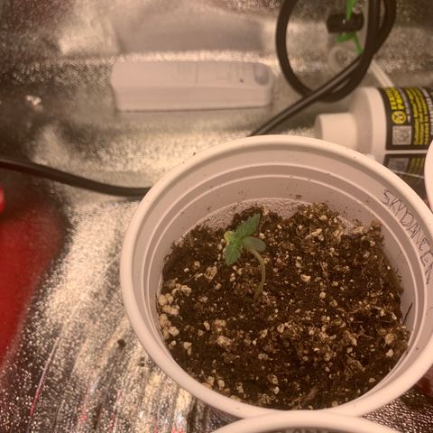 SKYDANCER growlog photo: Looking good so far 