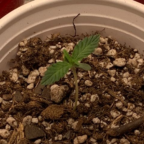 SKYDANCER growlog timeline photo