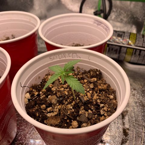 SKYDANCER growlog timeline photo