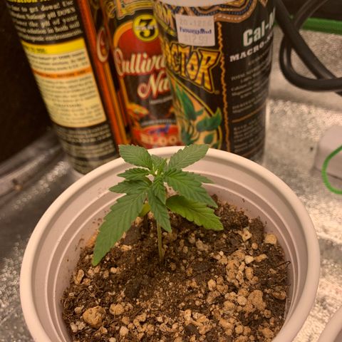 SKYDANCER growlog timeline photo