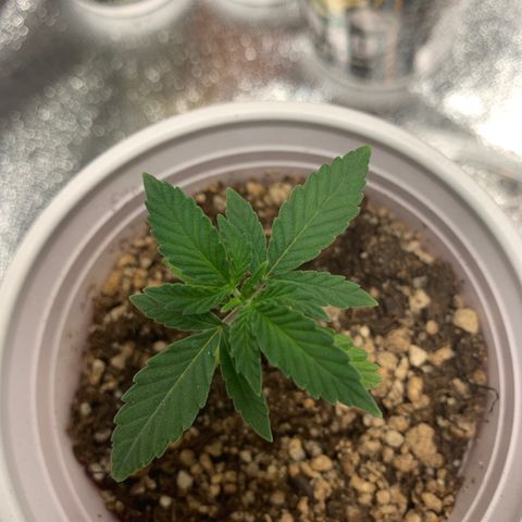 SKYDANCER growlog timeline photo