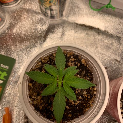 SKYDANCER growlog timeline photo