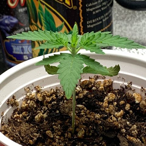 SKYDANCER growlog timeline photo