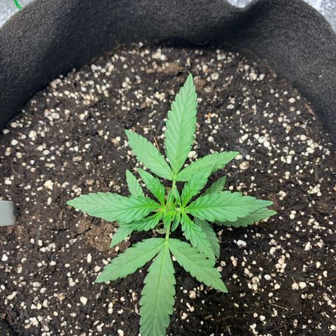 SKYDANCER growlog timeline photo