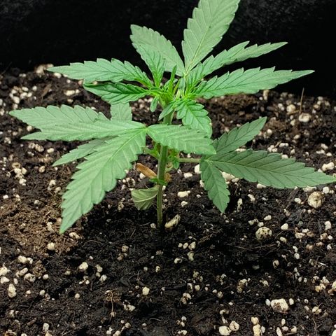 SKYDANCER growlog timeline photo