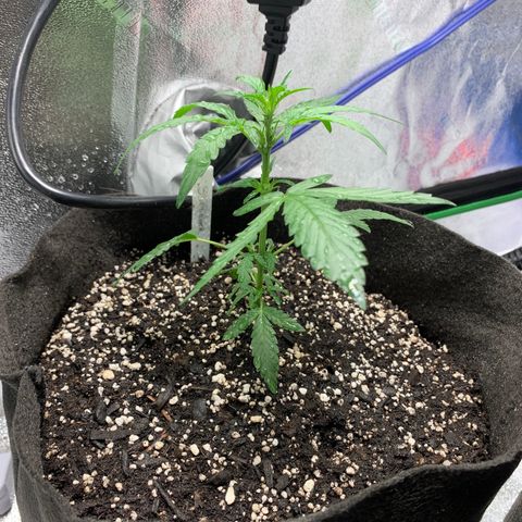 SKYDANCER growlog timeline photo