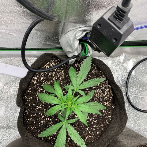 SKYDANCER growlog timeline photo