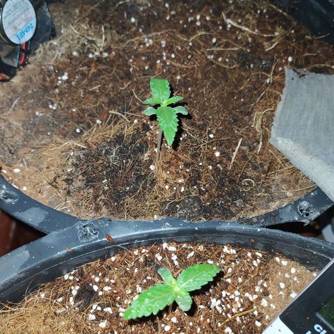 Гибрид Авто Гагарин growlog timeline photo