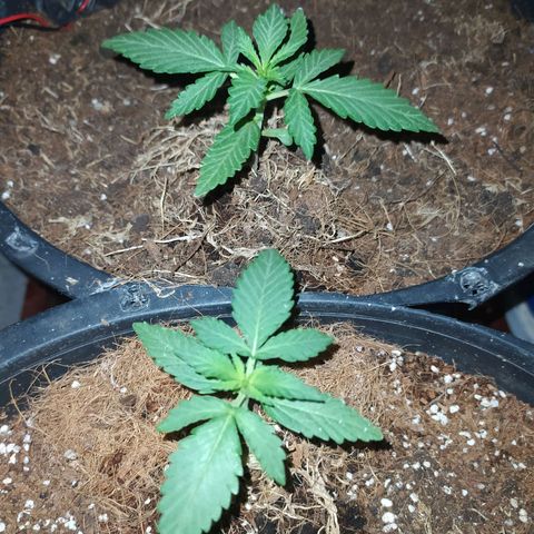 Гибрид Авто Гагарин growlog timeline photo
