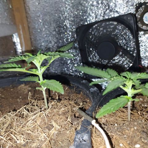 Гибрид Авто Гагарин growlog timeline photo