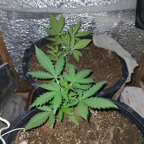 Гибрид Авто Гагарин growlog timeline photo