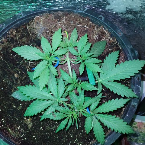 Гибрид Авто Гагарин growlog timeline photo