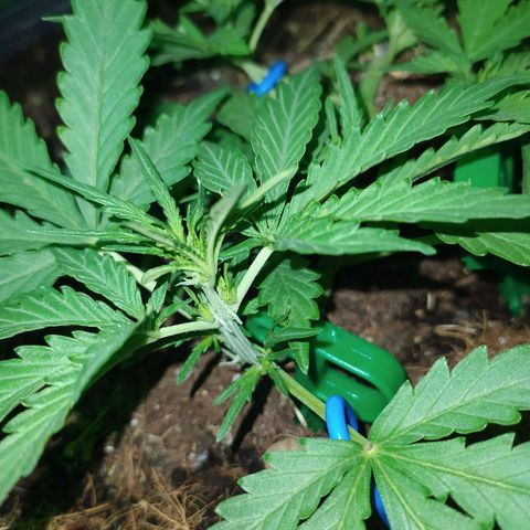Гибрид Авто Гагарин growlog timeline photo