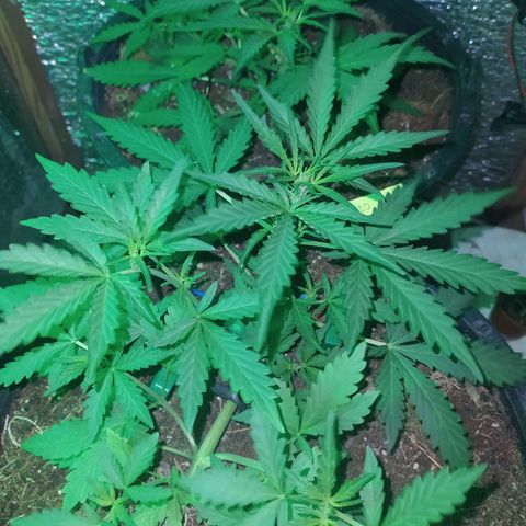 Гибрид Авто Гагарин growlog timeline photo