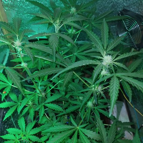 Гибрид Авто Гагарин growlog timeline photo