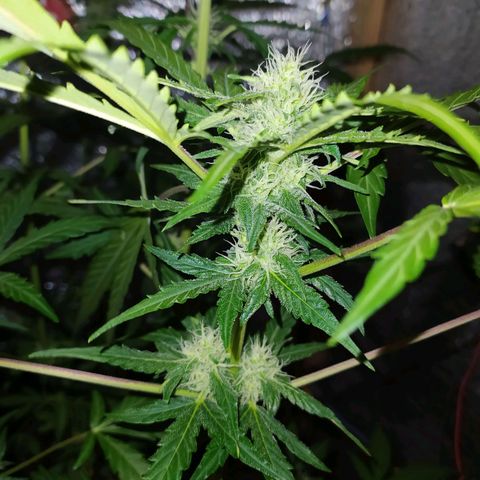 Гибрид Авто Гагарин growlog timeline photo