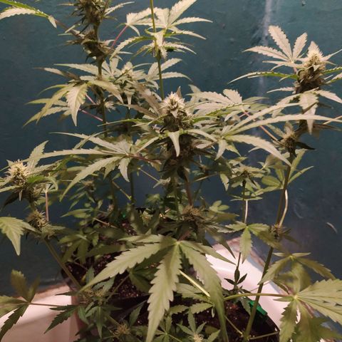 Гибрид Авто Гагарин growlog timeline photo