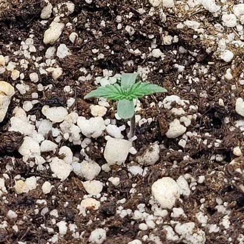 Cristina growlog photo: Primeira rega com 8-8-8 