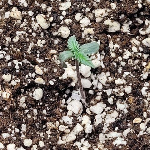 Cristiane growlog photo: Primeira rega com 8-8-8 