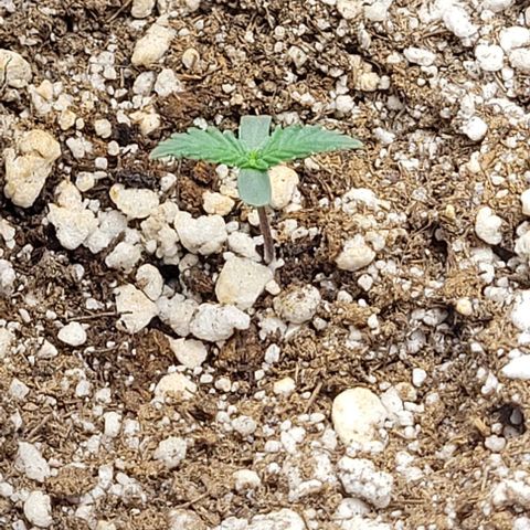Cristina growlog timeline photo