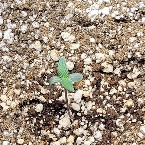 Cristiane growlog timeline photo