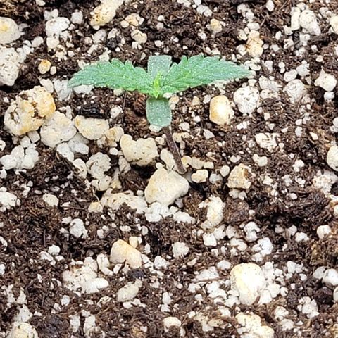 Cristina growlog timeline photo