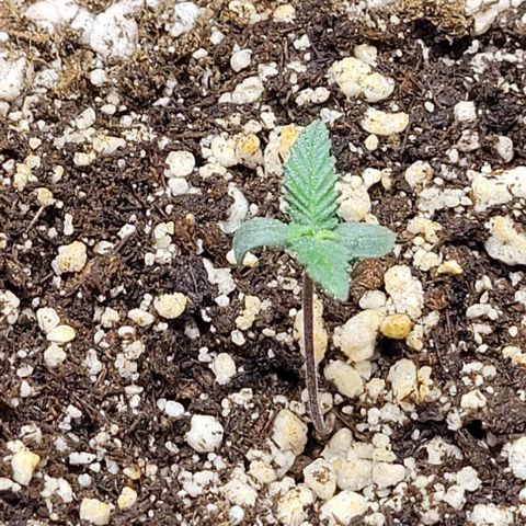 Cristiane growlog timeline photo