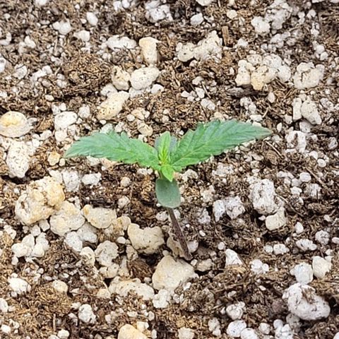 Cristina growlog timeline photo