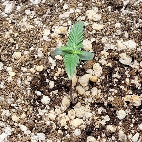 Cristiane growlog timeline photo