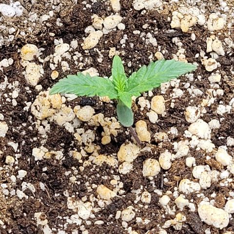 Cristina growlog timeline photo