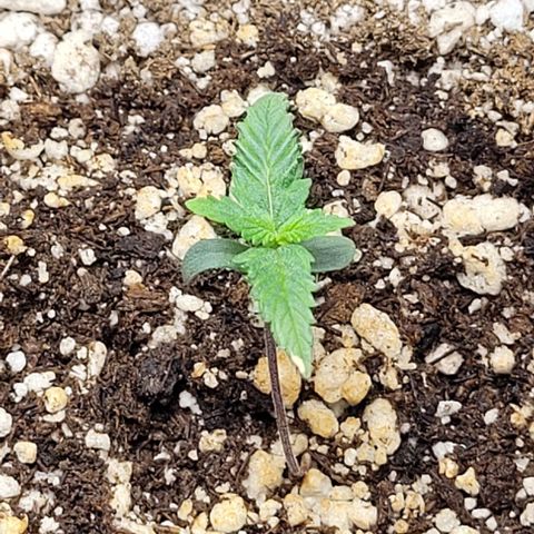Cristiane growlog timeline photo